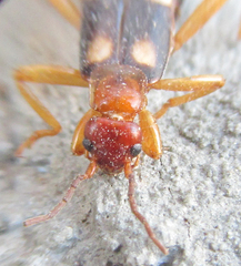 Forficula smyrnensis