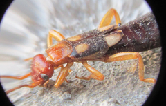 Forficula smyrnensis