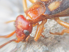 Forficula smyrnensis