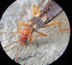 Forficula smyrnensis