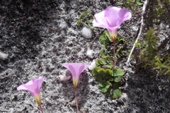Oxalis commutata commutata