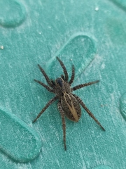 Alopecosa albofasciata