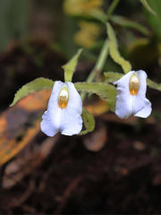 Trichopilia fragrans