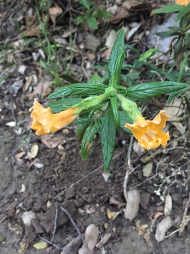 iNaturalist observation photo of southern bush monkeyflower