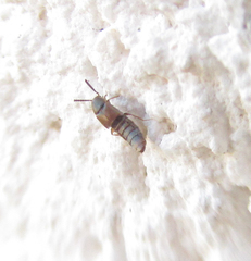 Staphylinidae