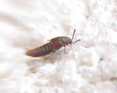 Staphylinidae