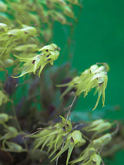 Trichosalpinx dirhamphis