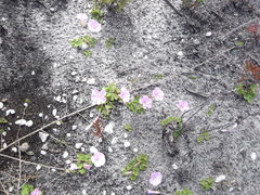 Oxalis commutata commutata