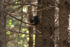 Sciurus vulgaris