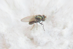 Diptera