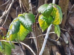 Toxicodendron radicans image