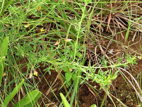 Crotalaria virgulata subsp. grantiana image