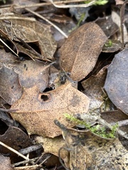 Mycena quercus-ilicis