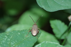 Homoeocerus dilatatus