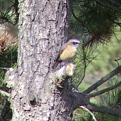 Ochthoeca oenanthoides