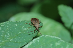 Homoeocerus dilatatus