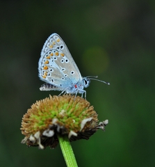 Aricia artaxerxes