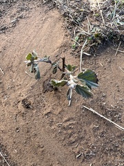 Rhynchosida physocalyx