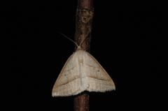 Petrophora chlorosata