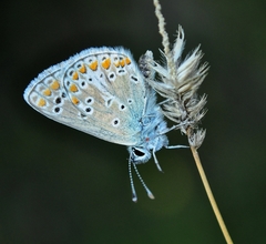 Aricia artaxerxes
