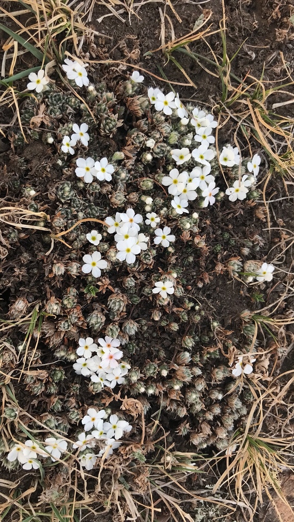 Androsace ovczinnikovii