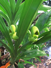 Catasetum saccatum