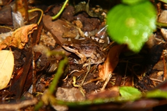 Leptodactylus albilabris