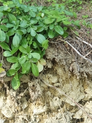 Heptaptera colladonioides