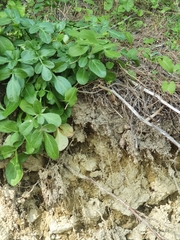 Heptaptera colladonioides