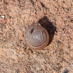 Oestophorella buvinieri