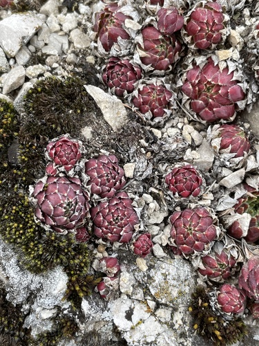 skalničník guľkovitý lysavejúci (Sempervivum globiferum glabrescens)