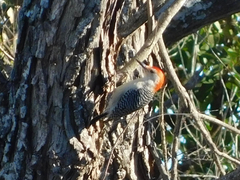 Melanerpes carolinus