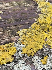 Xanthoria parietina
