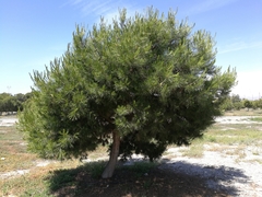 Pinus