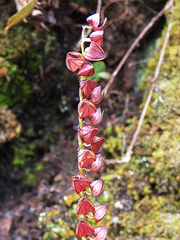 Stelis purpurea