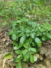 Heptaptera colladonioides