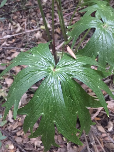 iNaturalist observation photo of Scarlet Larkspur