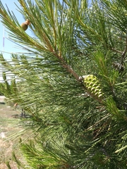 Pinus