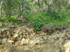Heptaptera colladonioides