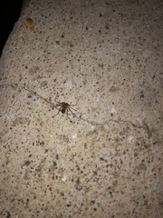 Phrynus operculatus