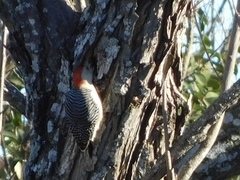 Melanerpes carolinus