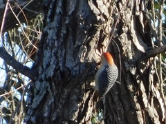 Melanerpes carolinus