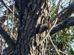 Melanerpes carolinus