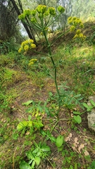 Heptaptera colladonioides