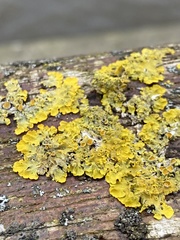 Xanthoria parietina