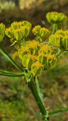 Heptaptera colladonioides