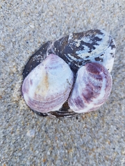 Crepipatella dilatata