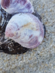 Crepipatella dilatata