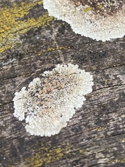 Protoparmeliopsis muralis