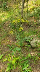 Heptaptera colladonioides
